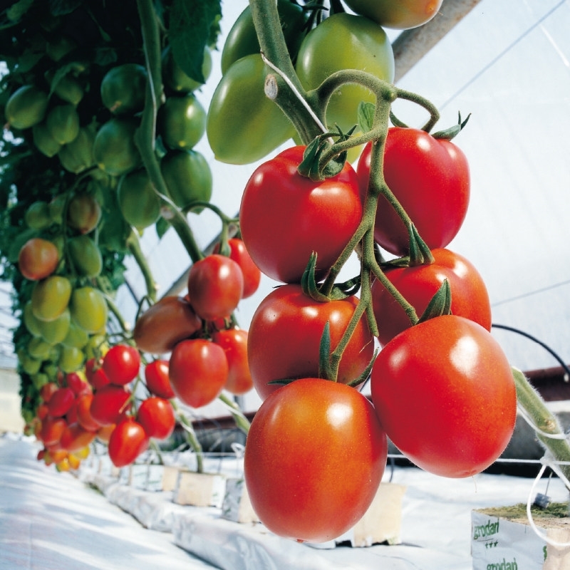 Sem. Tomate MYRIADE BIO (Gaut) italienne rouge (100/pqt)