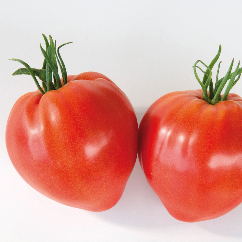Sem. Tomate CAURALINA Bio (Gaut) spécialité coeur rouge (100/pqt)