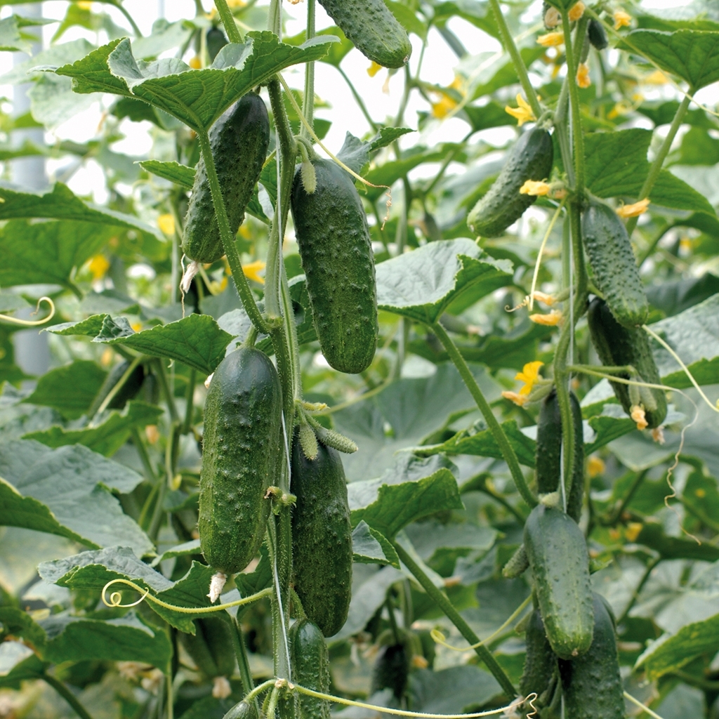 Cucumber EXCELSIOR organic (Vit) pickling (1000/pk)