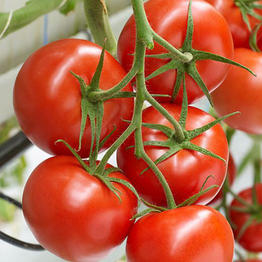 Tomato MAXEZA organic (Vit) truss red (1000/pk)
