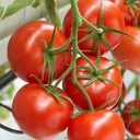 Sem. Tomate MAXEZA Bio (Vit) grappe rouge (1000/pqt)