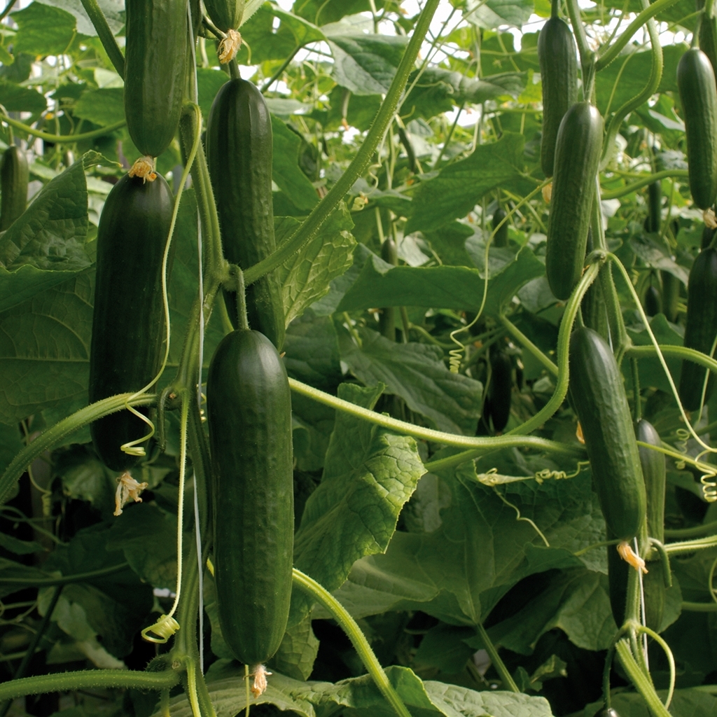 Cucumber SOCRATES organic (Vit) mini (1000/pk)