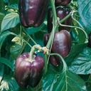 Sweet pepper TEQUILA untreated (Enza) square lilac (1000/pk)