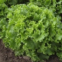 Lettuce BERGAMS organic primed pelleted (Vit) green leaf (50 000/pk)