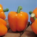 Sweet pepper MILENA organic (Vit) blocky orange (500/pk)