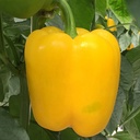 Sweet pepper SABOUR (Vit) yellow square (500/pk)