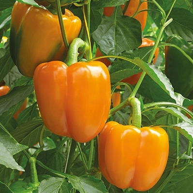 Sweet pepper ORBIT organic (Vit) blocky orange (500/pk)