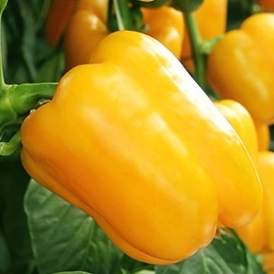 Sweet pepper EURIX untreated (Enza) square yellow (500/pk)
