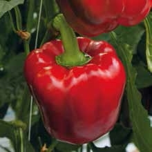 Sweet pepper TRIPLE 5 organic (Vit) blocky red