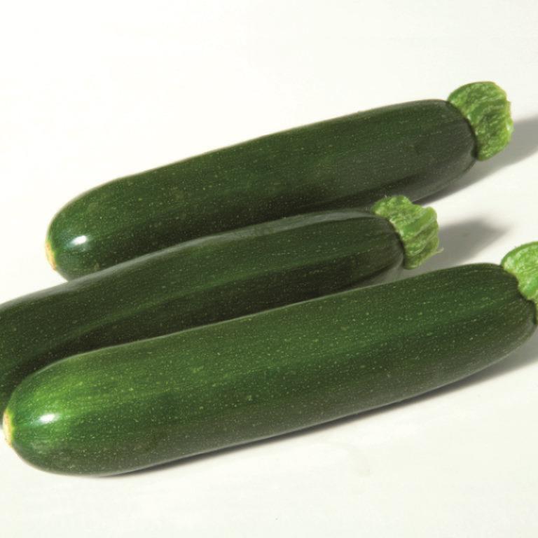 Summer squash CELESTE untreated (Gaut)green zucchini