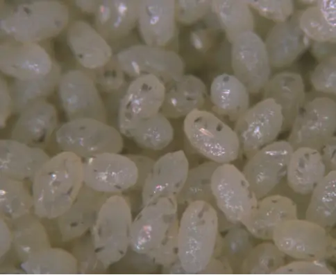 BioBee EphestiaFeed - frozen eggs (500g)