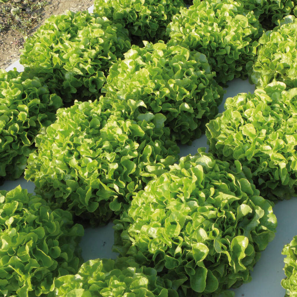 Lettuce PARINICE organic pelleted (Gaut) oak leaf green (1000/pk)