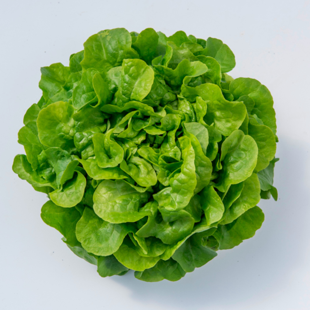 Lettuce GLORINICE untreated pelleted (Gaut) Batavia green (1000/pk)