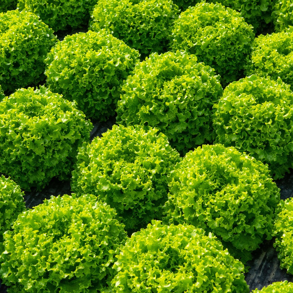 Lettuce PARICI untreated pelleted (Gaut) Batavia green