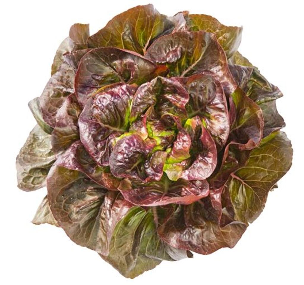 Lettuce FATALE untreated pelleted (Gaut) rougette red (1000/pk)