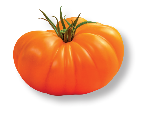 Tomato MARMANGO untreated (Gaut) marmande orange (100/pk)