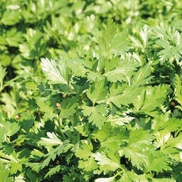 [110-110-250400-MLN] Seed Italian parsley PEIONE N-T (Enza) (1 MLN/pkg)
