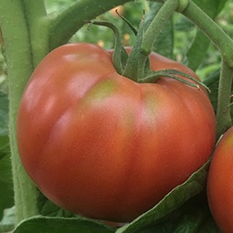 [110-110-011560-1000] Tomato CUBALIBRE organic (Vit) purple heirloom / marmande (1000/pk)
