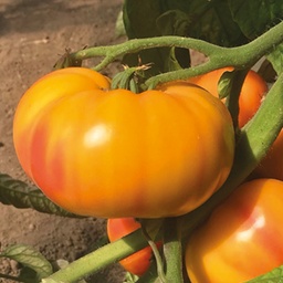 [110-110-011565-1000] ​​Tomato GINFIZ organic (Vit) german striped heirloom / marmande (1000/pk)
