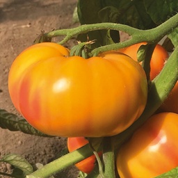 [110-110-011565-1000] Tomato GINFIZ organic (Vit) german striped heirloom / marmande (1000/pk)