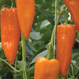 [110-110-042600-500] Sweet pepper ORANOS organic (Vit) conical orange (500/pk)