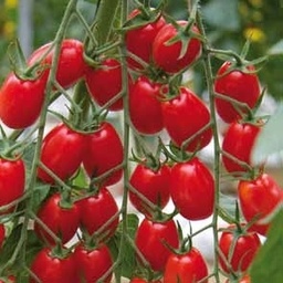 [110-110-211500-100] ​​Tomato GARINCHA untreated (Enza) red grape (100/pk)