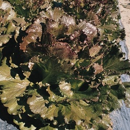 [110-110-120203-1000] Lettuce MAGENTA untreated (Gaut) Batavia red