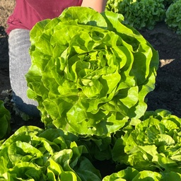 [110-110-120105-1000] Lechuga ENCIERRO sin tratar recubierta (Gaut) trocadero verde (1000/pqt)