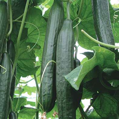 [110-110-321025-250] Cucumber PALLADIUM organic (VZ) long (250/pk)