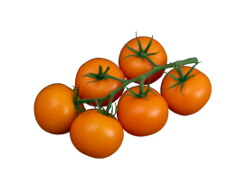 [110-110-101605-100] ORANGEADE Tomato (G710) N-T (Gaut) orange cluster (100/pack)