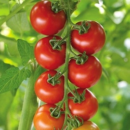 [110-110-012200-1000] Tomato ANNAMAY organic (Vit) cocktail red (1000/pk)