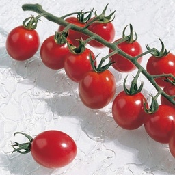 [110-110-104550-100] ​​Tomato APERO organic (Gaut) red cocktail (100/pk)