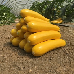 [110-110-141242-100] Calabaza de verano LINGODOR orgánica (Gaut) calabacín amarillo