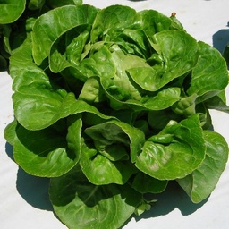 [110-110-120001-1000] Lettuce SOCCA untreated pelleted (Gaut) sucrine green (1000/pk)