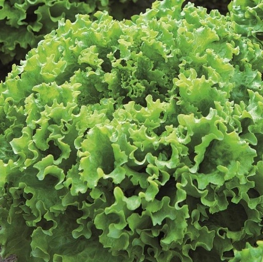 [110-110-120313-1000] Lechuga PALATINA sin tratar recubierta (Gaut) Batavia verde 