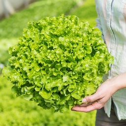 [110-110-120316-1000] Lettuce TULLIS organic (Gaut) Batavia green