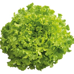 [110-110-120318-1000] Lettuce VERONYS organic pelleted (Gaut) Batavia green (1000/pk)