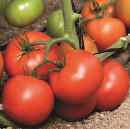 [110-110-011900-1000] ​​Tomato SKYWAY 687 organic (Vit) beef red determinate (1000/pk)