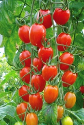 [110-110-012300-100] Tomato MONTESINO organic (Vit) grape red (100/pk)