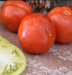 [110-110-214100-1000] Tomato WINTER HAVEN 163 untreated (Enza) Beef red determinate (1000/pk)