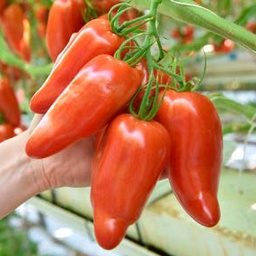 [110-110-103060-100] Tomato LICORNA (DC577) untreated (Gaut) cornue des Andes red (100/pk)