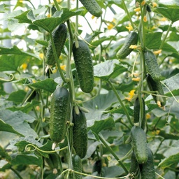 [110-110-021800-1000] Pepino EXCELSIOR orgánico (Vit) pickling (1000/pk)