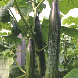 [110-110-022101-100] Cucumber PONIENTE organic (Vit) long (100/pk)