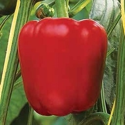 [110-110-041100-1000] Sweet pepper SPRINTER organic (Vit) blocky red (1000/pk)