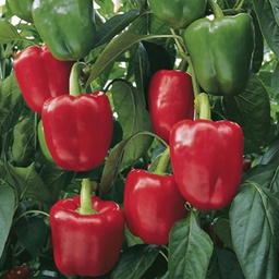 [110-110-041300-500] Sweet Pepper OLYMPUS organic (Vit) blocky red (500/pk)