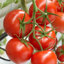 [110-110-013130-100] Tomato MAXEZA organic (Vit) truss red (100/pk)