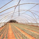 Dan bridge (50/pk)
