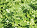 Seed Italian parsley PEIONE N-T (Enza) (1 MLN/pkg)