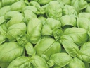 Basil EMILY untreated (Enza) (MLN/pqt)