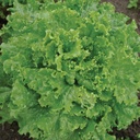 Lettuce BERGAMS organic primed pelleted (Vit) green leaf (100 000/pk)